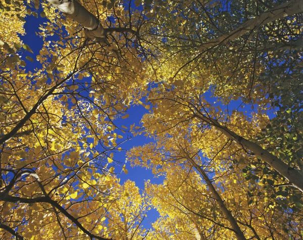 CA, Sierra Nevada, Inyo NF Yellow aspen leaves